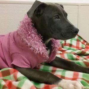 Meet your Posher, Sheila