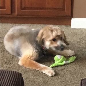 Meet your Posher, Tracey