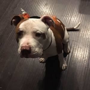 Meet your Posher, Misty