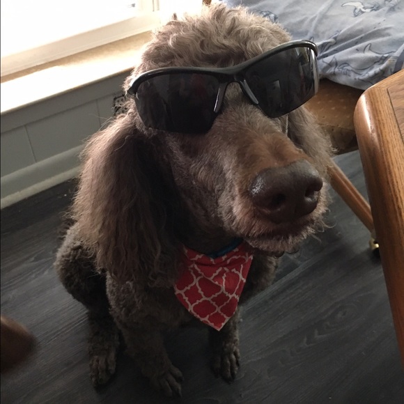 Meet your Posher, Judith - Picture 3 of 5