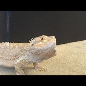 Meet your Posher, Lori