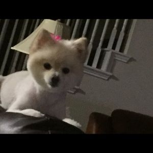 Meet your Posher, Teresa