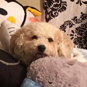 Meet your Posher, Ashley