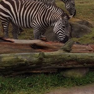 Meet your Posher, Marisa