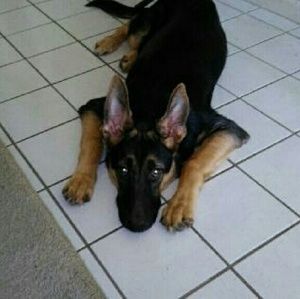 Meet your Posher, Rico