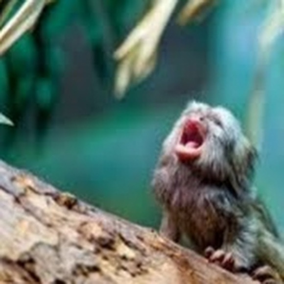 Meet your Posher, Tessa - Picture 1 of 1