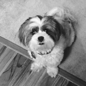 Meet your Posher, Allison