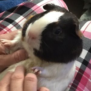 Meet your Posher, Ben