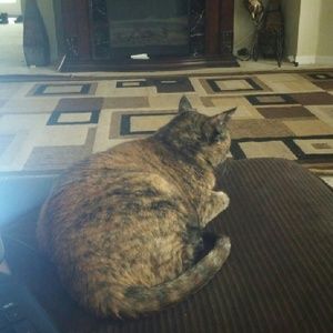 Meet your Posher, Shanta