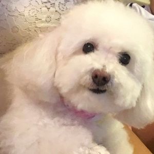 Meet your Posher, Luna