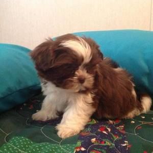 Meet your Posher, Deanna