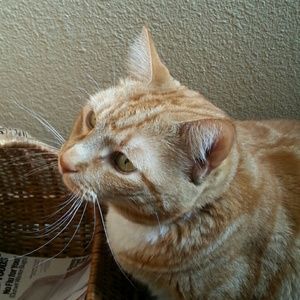 Meet your Posher, Christy