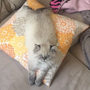 Meet your Posher, Carley