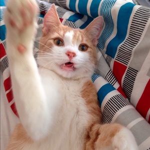 Meet your Posher, Susie