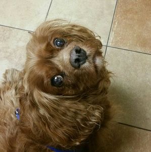 Meet your Posher, Julie