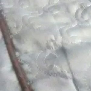 Meet your Posher, Holly