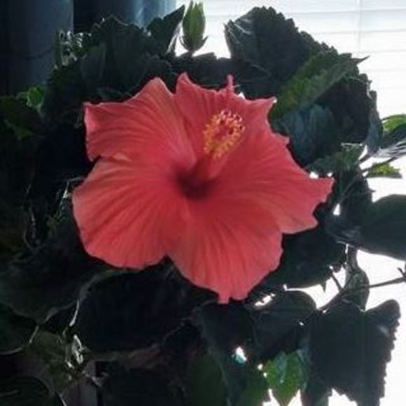 Meet your Posher, Robin - Picture 1 of 1