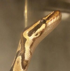 Meet your Posher, Kirsten