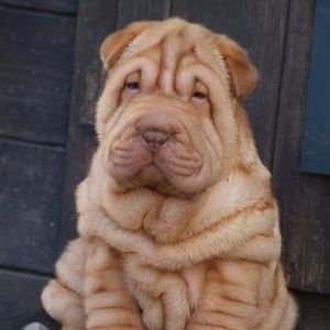 Meet your Posher, Regan