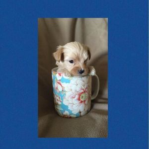 Meet your Posher, Debbie