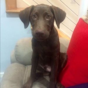 Meet your Posher, Abby