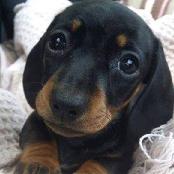 Meet your Posher, Joy