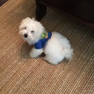 Meet your Posher, Jenny