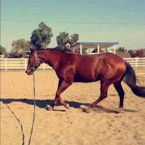 Meet your Posher, Grace