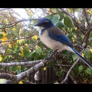 Meet your Posher, Blake