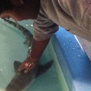 Meet your Posher, Jamal