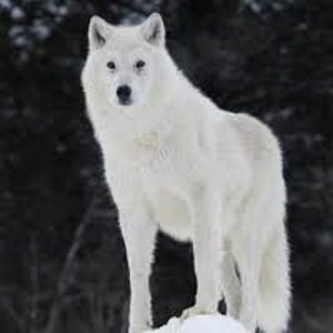 Meet your Posher, Jerry