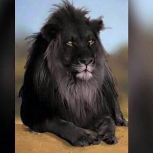 Meet your Posher, Dwayne