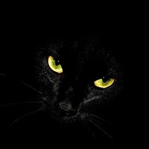 Meet your Posher, Sylvia