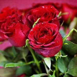 Meet your Posher, Sally