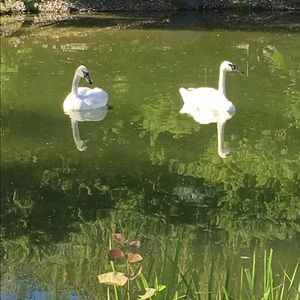 Meet your Posher, Shannon