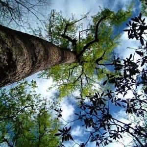 Meet your Posher, Ivy