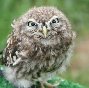 Meet your Posher, Alli