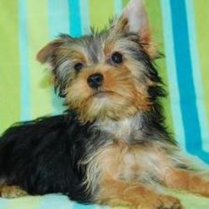 Meet your Posher, Debra