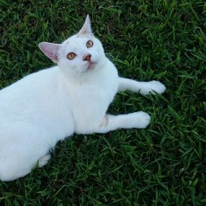 Meet your Posher, Dixie