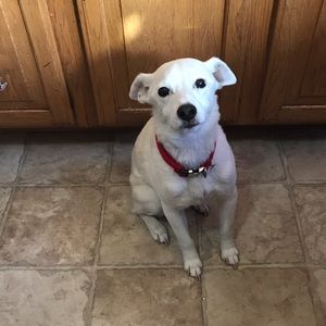 Meet your Posher, Sidney