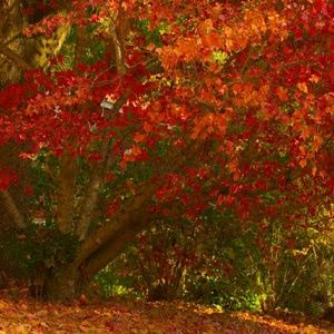 Meet your Posher, Mari