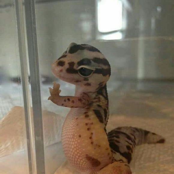 Meet your Posher, David - Picture 1 of 1