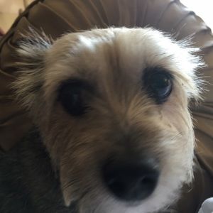 Meet your Posher, Anne marie