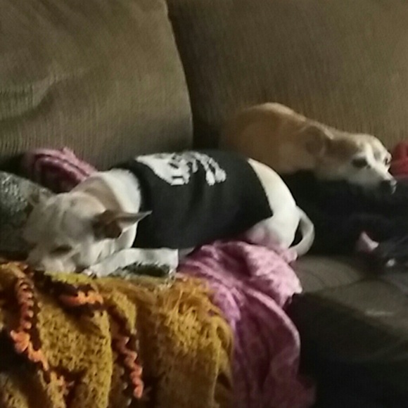 Meet your Posher, Sherry - Picture 2 of 4