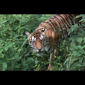 Meet your Posher, Jess