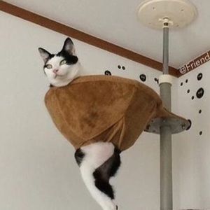 Meet your Posher, Regina