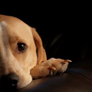 Meet your Posher, Darlene