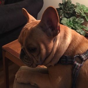 Meet your Posher, Glenna