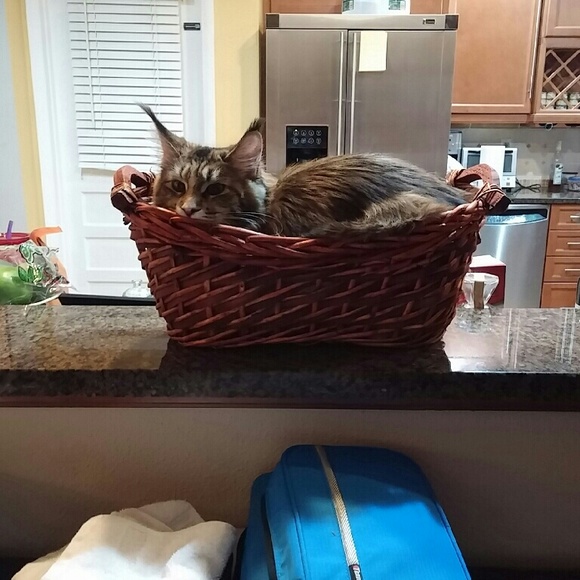 Meet your Posher, Nancy - Picture 2 of 2