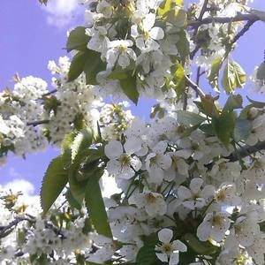 Meet your Posher, Cheryl